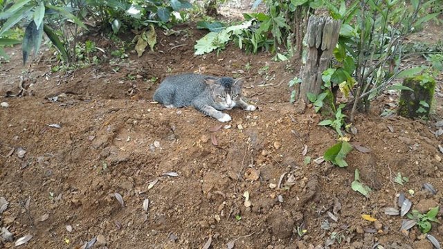 grieving-cat-spends-year-owner-grave-4